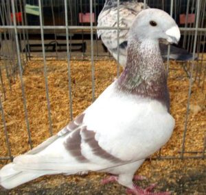 German Beauty Homer Pigeon Characteristics, Uses