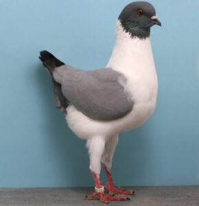 German Modena Pigeon Characteristics & Uses