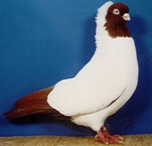 German Nun Pigeon Characteristics, Uses & Origin