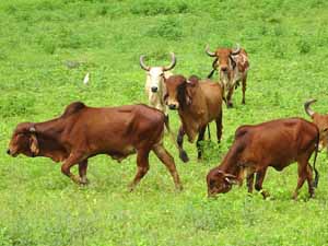 gir cow, gir cow origin, gir cow history, gir cow characteristics, gir cow uses, gir cow milk production