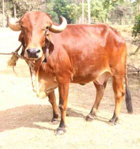 Gir Cattle: Characteristics & Specialties of Gir Cows