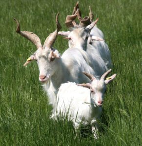 Girgentana Goat Characteristics, Origin & Uses