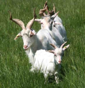 How To Start Goat Farming Business – 14 Simple Steps