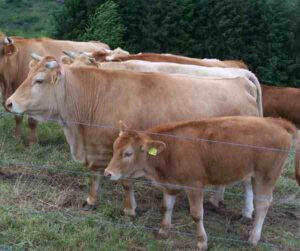 Glan Cattle Characteristics, Uses & Breed Information