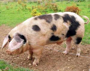 Gloucestershire Old Spots Pig Characteristics, Origin