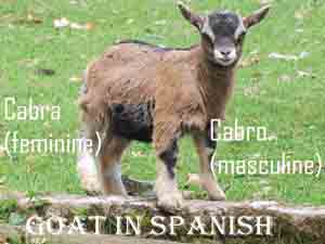 goat in spanish is cabro (masculine) or cabra (feminine)