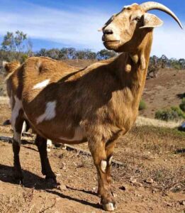Goats And Parasites: Best Guide For Beginners