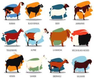 Goat Breeds: Top 78 For Profitable Goat Farming