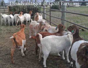 8 Disadvantages of Goat Farming and 9 Problems