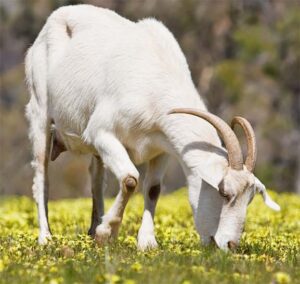 Best Goat Feeding Guide For Beginners