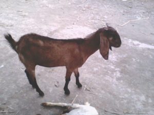 Best Goat Farming For Beginners Starting Guide