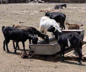 Goat Farming Project Report For Beginners