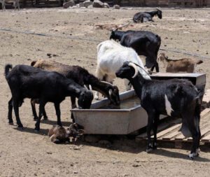 Ammonium Chloride For Goats: Uses of This Mineral