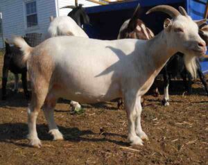 Goat Farming in Kenya – Easy 15 Steps For Beginners