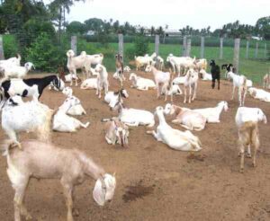 Goat Farming in Kerala: Guide for High Profits