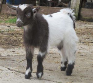 Start Raising Goats as Pets For Your Companionship