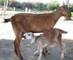 Goat Farming in Pakistan: Start For Best Profits