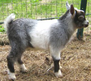 Best Miniature Dairy Goats For New Goat Farmers