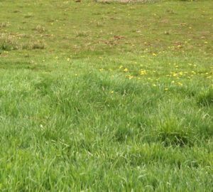 Green Fodder Production