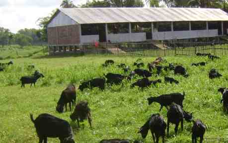 What To Feed Goats & What to Avoid Feeding Them