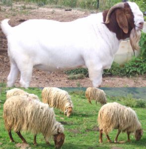 Best Goat vs Sheep Characteristics Comparison