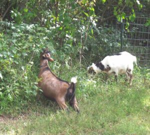 Which Goat Breed Eat The Most Weeds: Best 10 Goats
