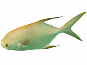 golden pompano fish, what is golden pompano fish, golden pompano fish characteristics, golden pompano fish size, golden pompano fish weight, golden pompano fish lifespan, golden pompano fish taste, golden pompano fish price