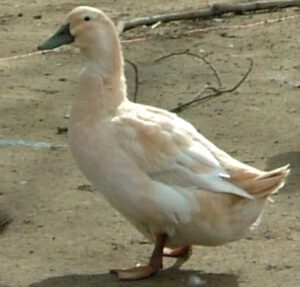 Golden Cascade Duck: Characteristics, Uses, Facts & Tips