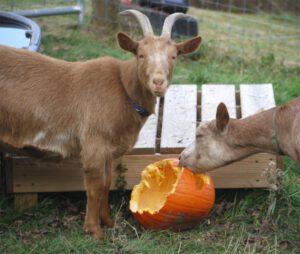 Golden Guernsey Goat Characteristics, Uses, Origin