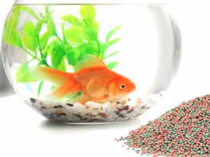 can i feed a betta fish goldfish food