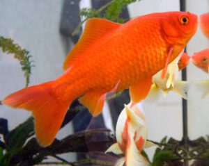 Goldfish Characteristics – Feeding, Breeding, Origin, Uses