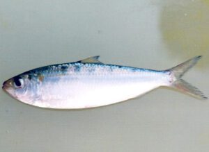 Goldstripe Sardinella Fish Characteristics, Diet, Breeding