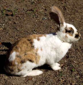 Gotland Rabbit: Characteristics, Origin, Uses