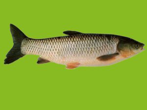 Grass Carp Fish: Characteristics, Diet, Uses, Facts
