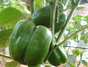 Growing Sweet Bell Peppers: Capsicum Production Guide