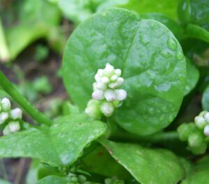 Growing Malabar Spinach: Best Guide for Beginners