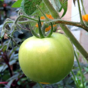 Tomato Farming: Best Beginner’s Guide With 25 Tips