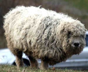 Greyface Dartmoor Sheep Characteristics & Uses Info