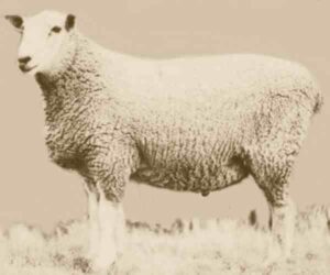 Gromark Sheep Characteristics, Origin & Uses
