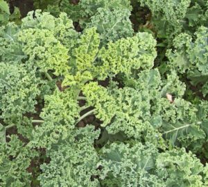 Growing Kale: Best Guide for Organic Production