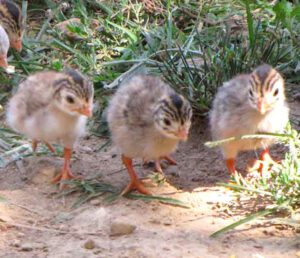 Best Guide For Raising Guinea Fowl Babies Easily