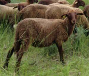 Guirra Sheep Characteristics, Origin & Uses Info