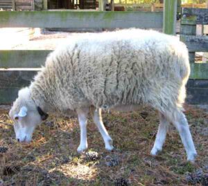 Gulf Coast Native Sheep Characteristics & Uses