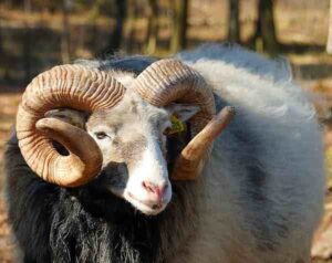 Gute Sheep Characteristics, Origin & Uses Info