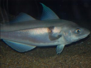 Haddock Fish Characteristics, Diet, Breeding, Uses