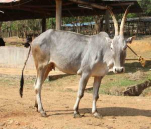 Hallikar Cattle: Characteristics, Uses & Best 28 Facts