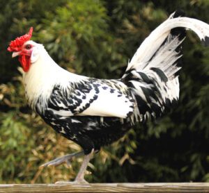 Hamburg Chicken Characteristics, Temperament & Uses