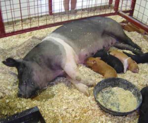 Hampshire Pig – Characteristics, Color, Weight, Diet