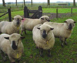 Hampshire Sheep Characteristics, Origin & Uses