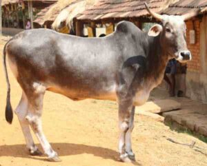 Hariana Cattle Characteristics, Uses, Origin